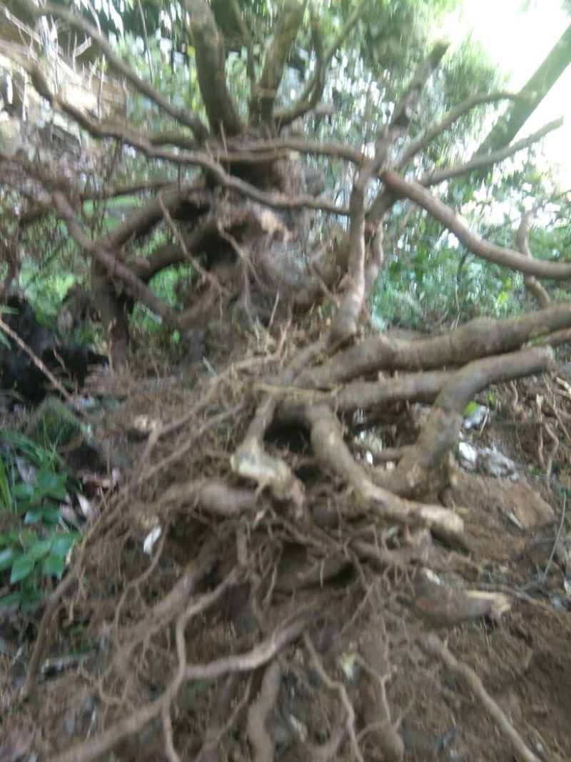 乌药，虎杖
