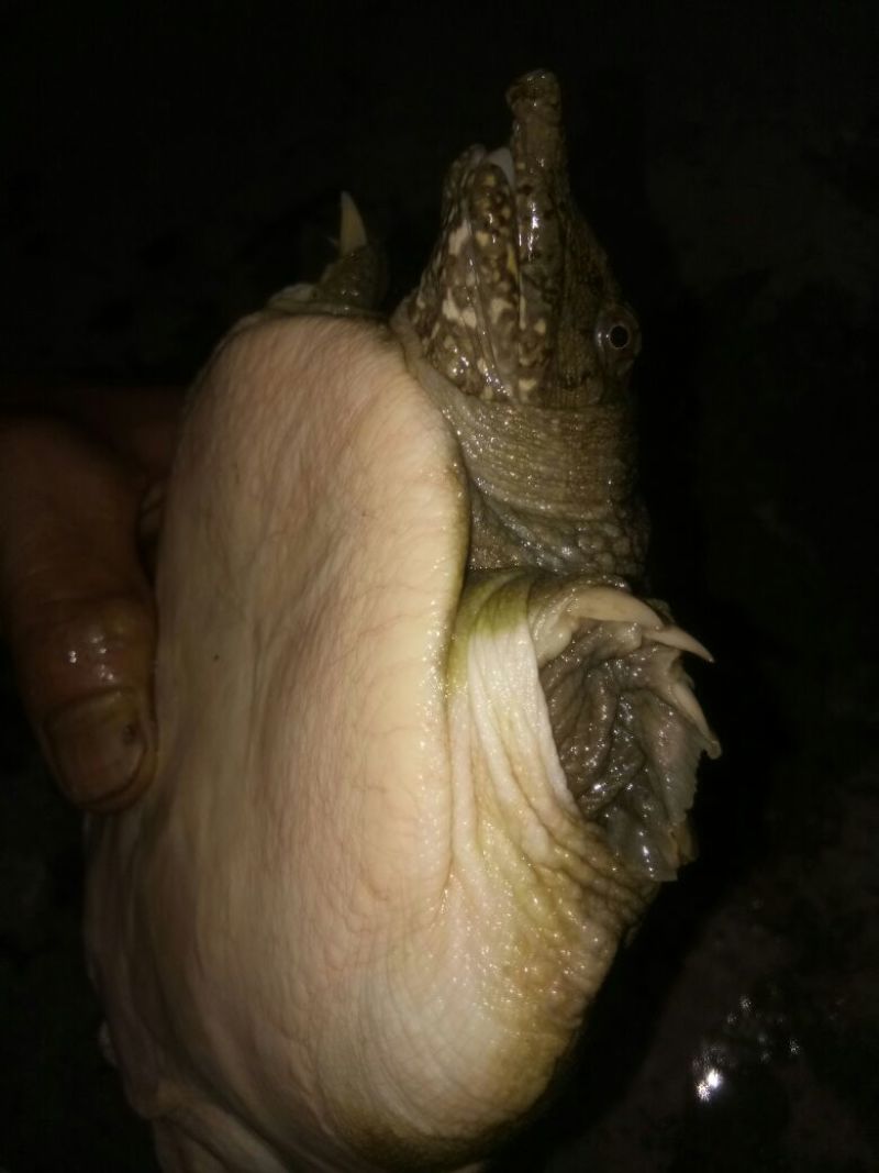 正宗野生甲鱼