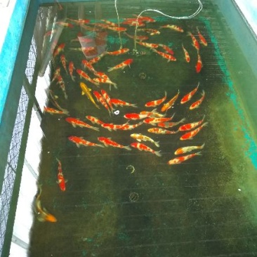 锦鲤