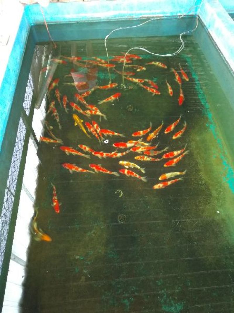 锦鲤