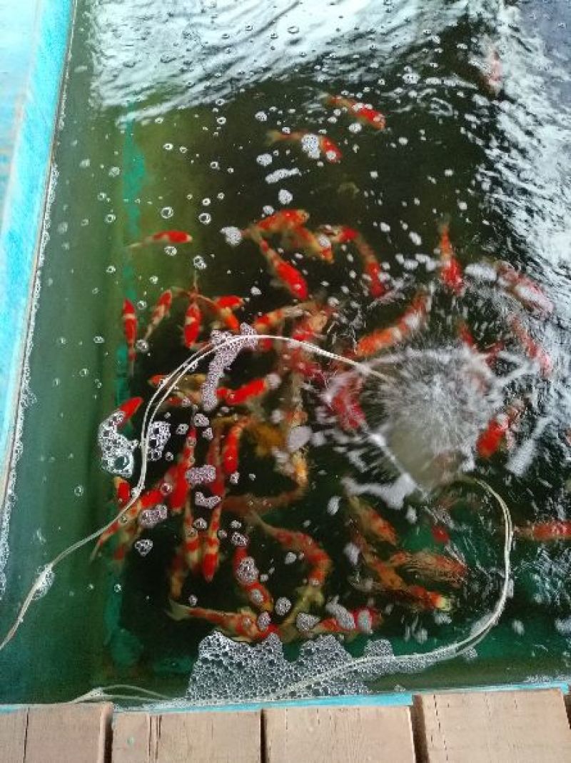 锦鲤