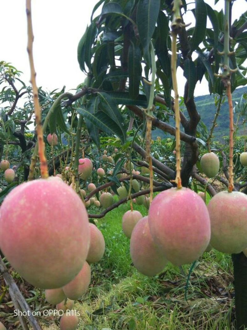 丽江华坪圣心芒果通货