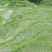 大米新米特级