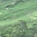 大米新米特级