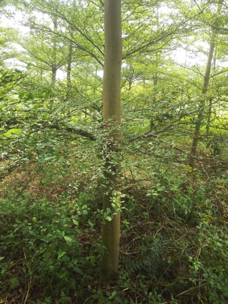 小叶榄仁树