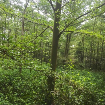 小叶榄仁树