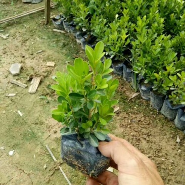 米兰2000棵起苗