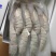 草虾