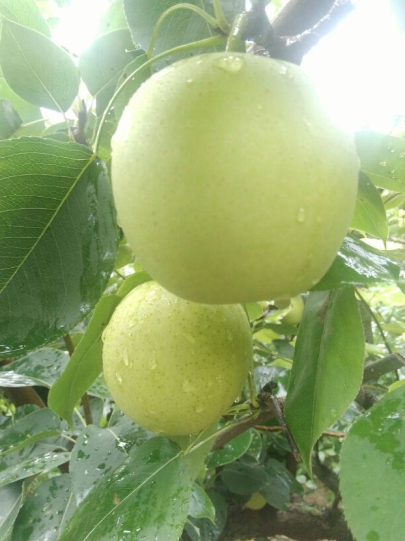 皇冠梨，六两以上，大上市，万亩果园基地直供，