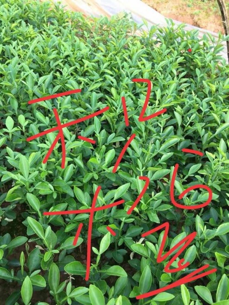红橘苗织橙卡里左