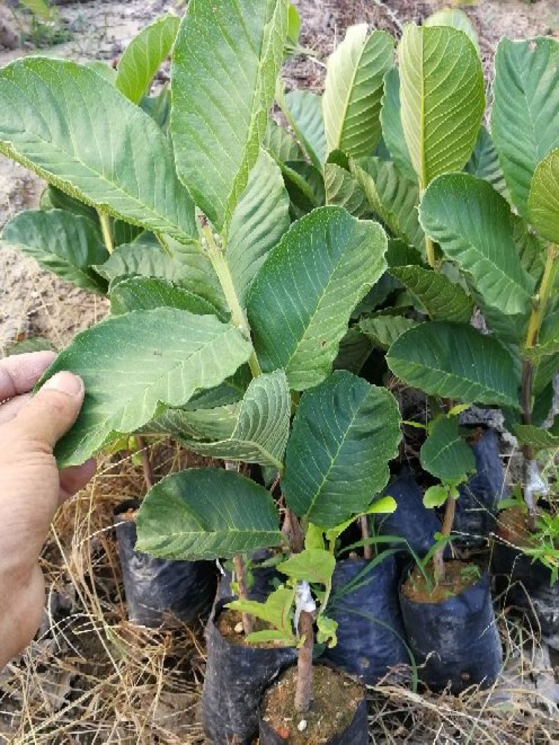 红宝石少籽芭乐苗（杯苗）
