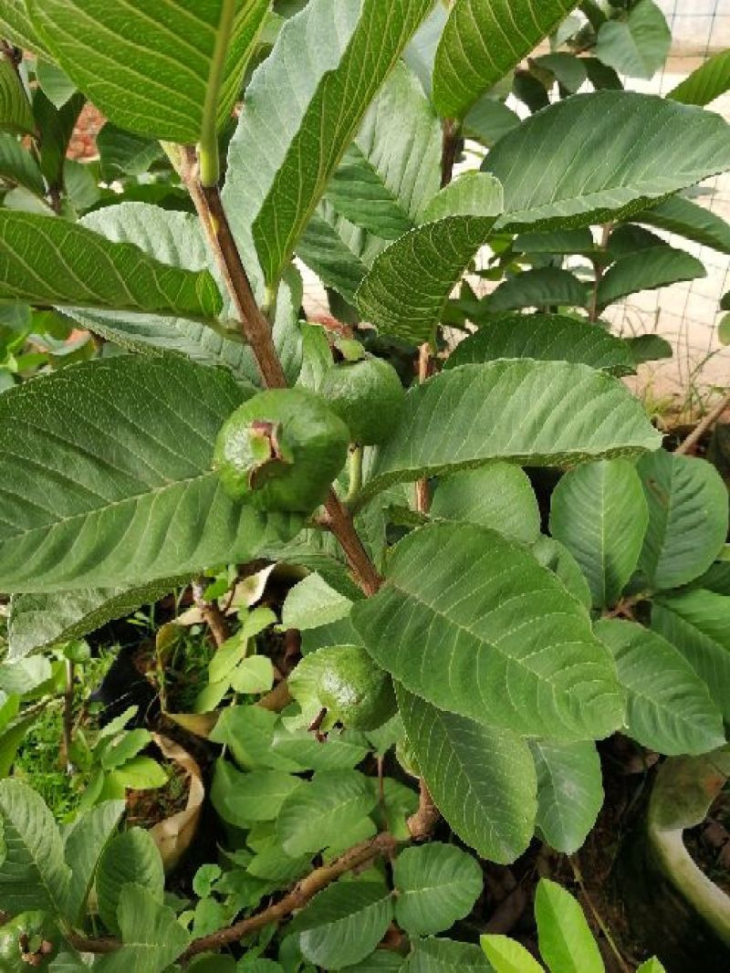 红宝石少籽芭乐苗（杯苗）