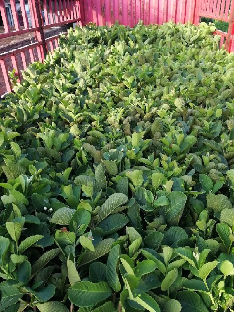 红宝石少籽芭乐苗（杯苗）