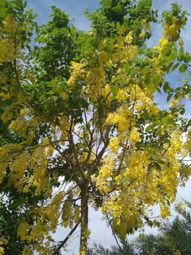 腊肠树