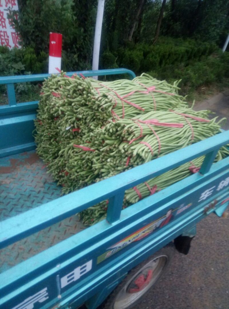 山东莒县优质精品长豆角长度50厘米以上，质量很好