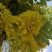 腊肠树