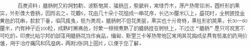 腊肠树