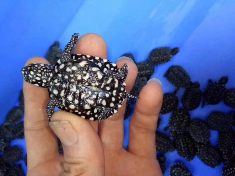 斑点池龟苗龟碌种龟乌龟斑点龟深水龟观赏养殖繁殖