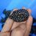 斑点池龟苗龟碌种龟乌龟斑点龟深水龟观赏养殖繁殖