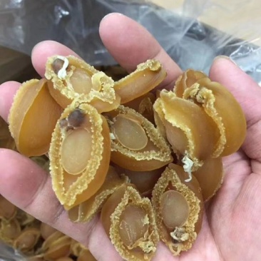鲍鱼仔