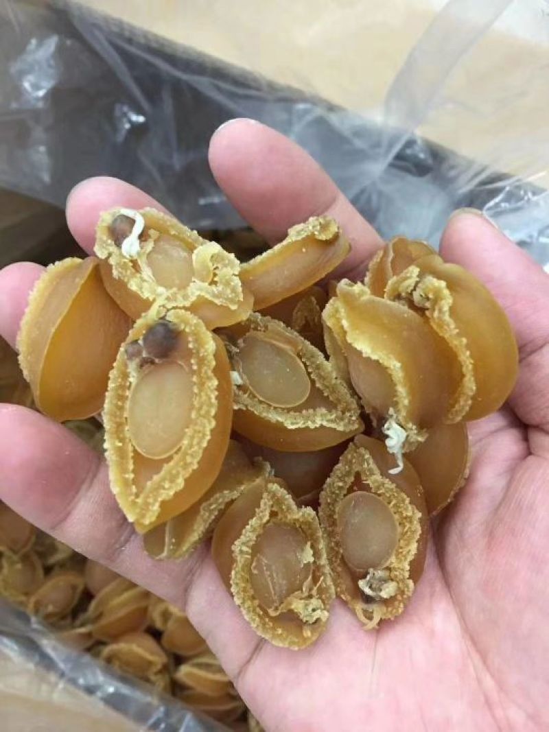 鲍鱼仔