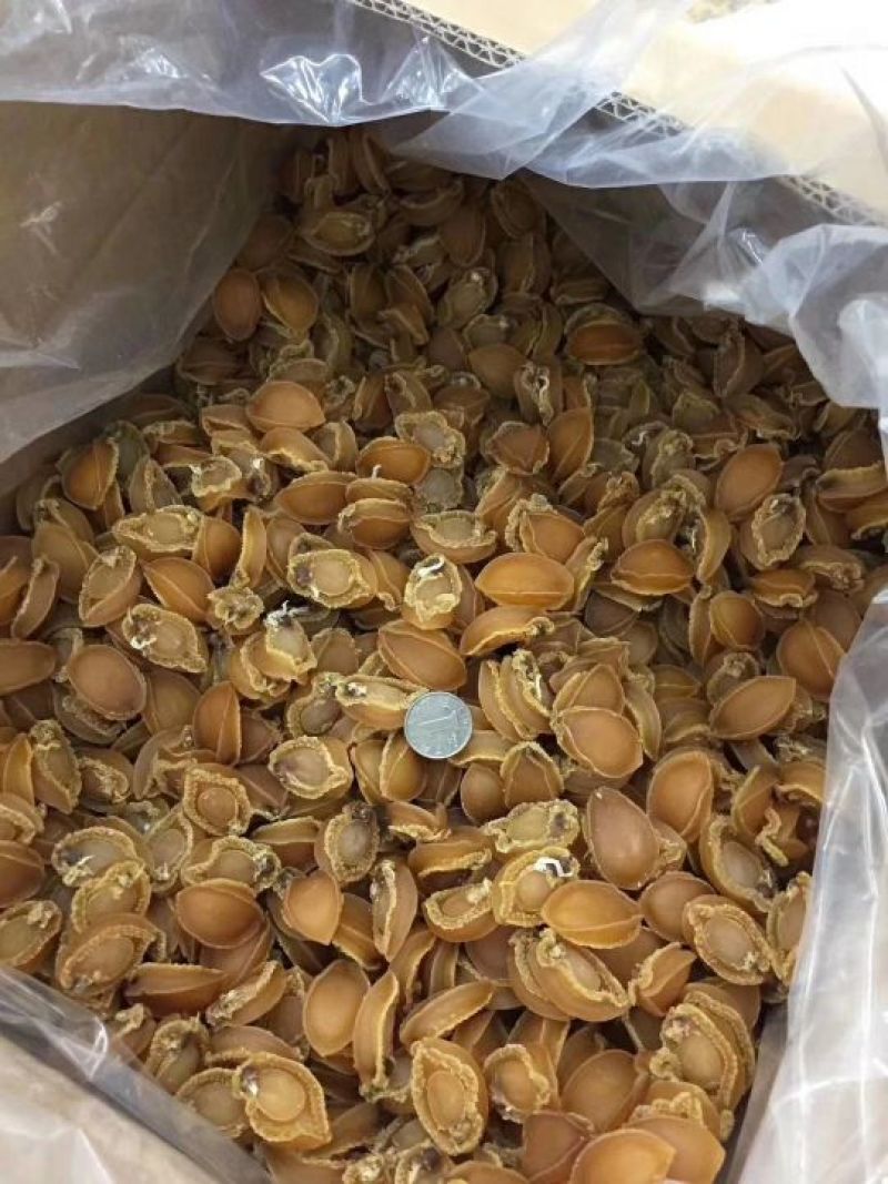 鲍鱼仔