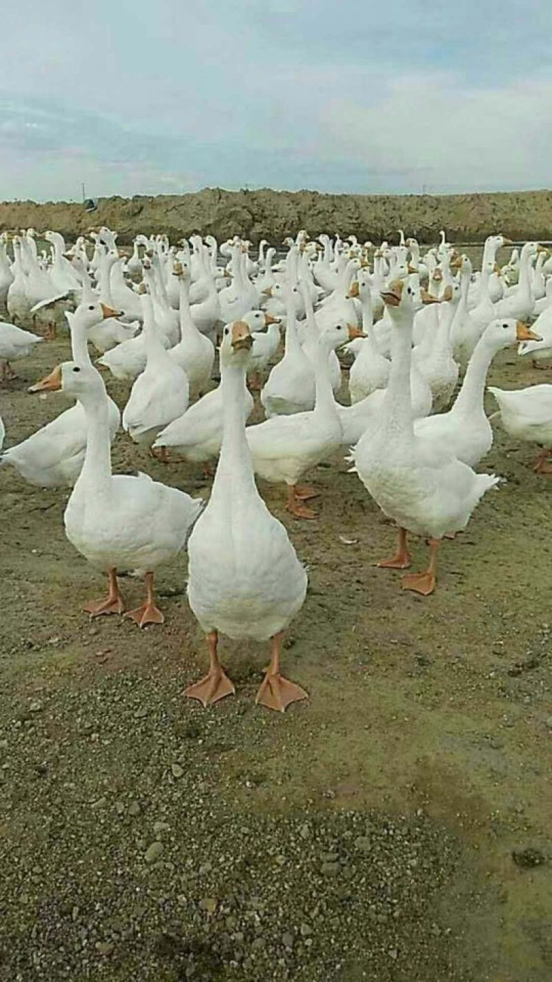 大量出售肉鹅苗