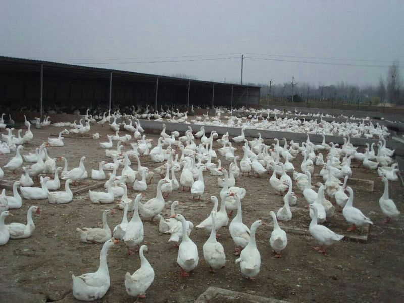 大量出售肉鹅苗