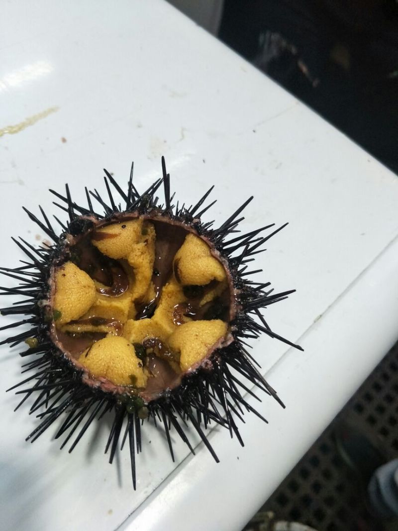 海胆出售