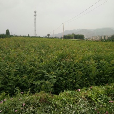 珍珠梅2cm以下4cm以下1.5~2米