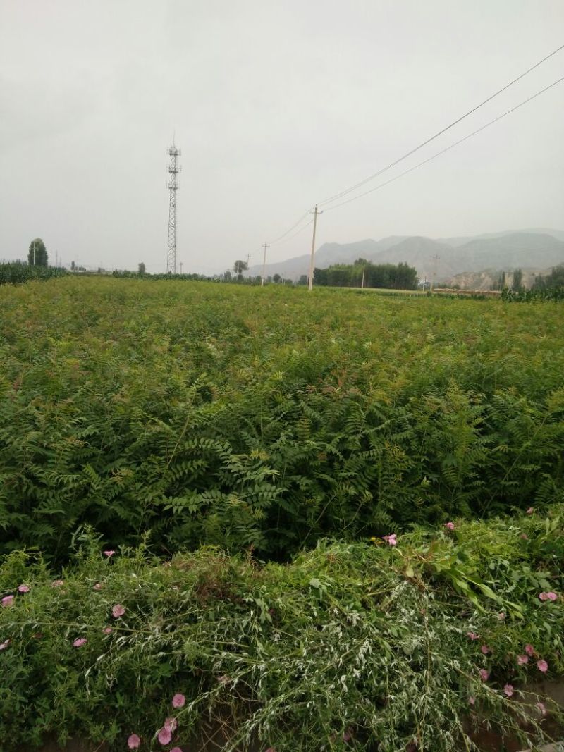 珍珠梅2cm以下4cm以下1.5~2米