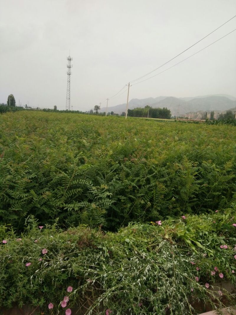 珍珠梅2cm以下4cm以下1.5~2米