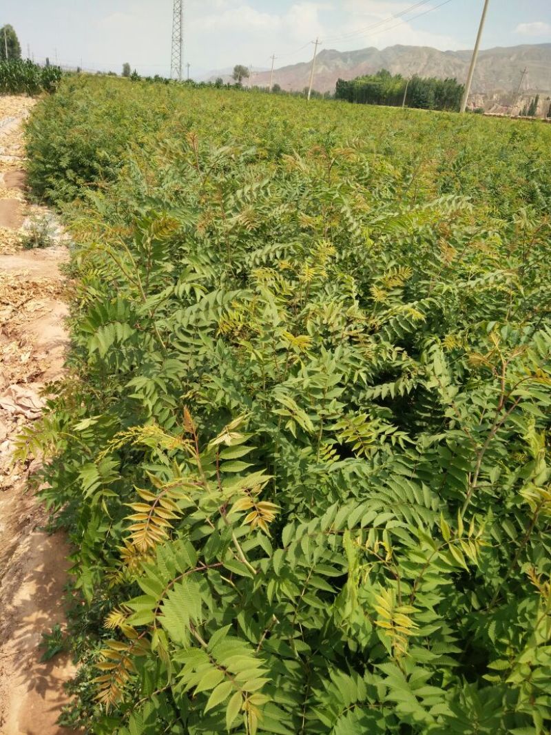 珍珠梅2cm以下4cm以下1.5~2米