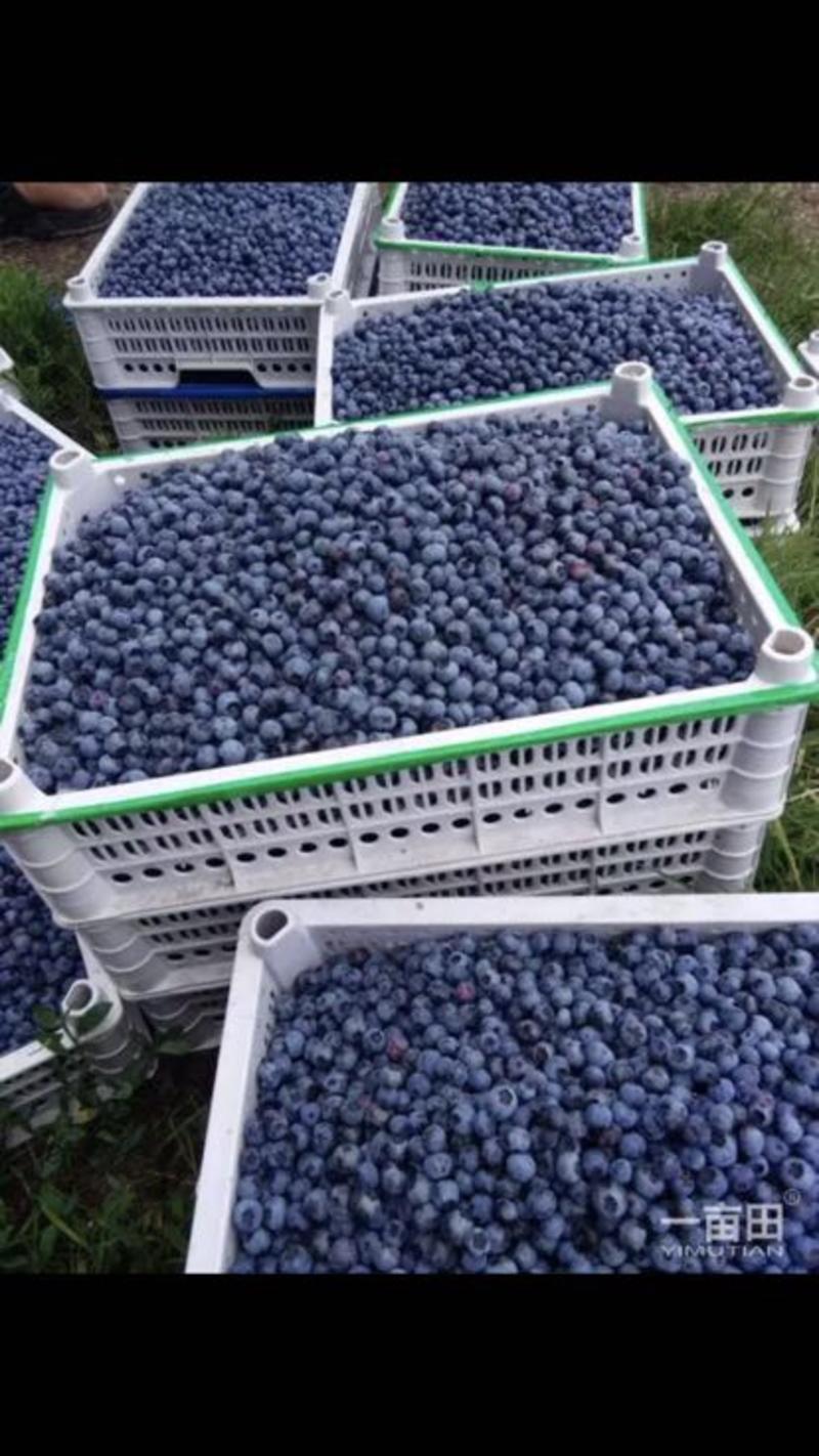 美登蓝莓4~6mm以上鲜果