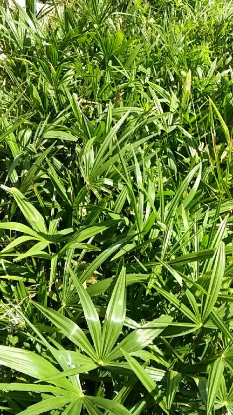 棕榈树苗