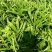 棕榈树苗