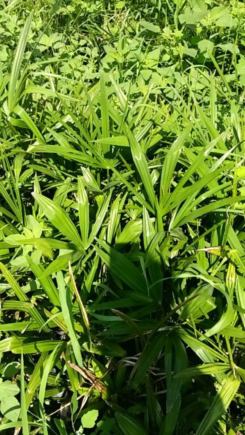棕榈树苗