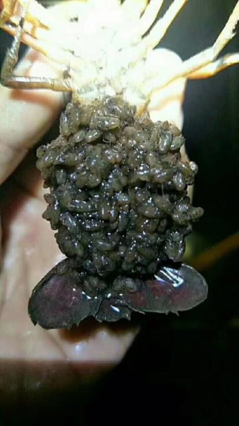 大龙虾8只/kg以下