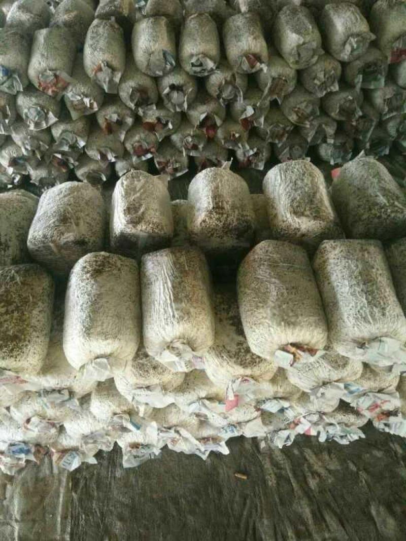 平菇菌棒，提前预定有优惠