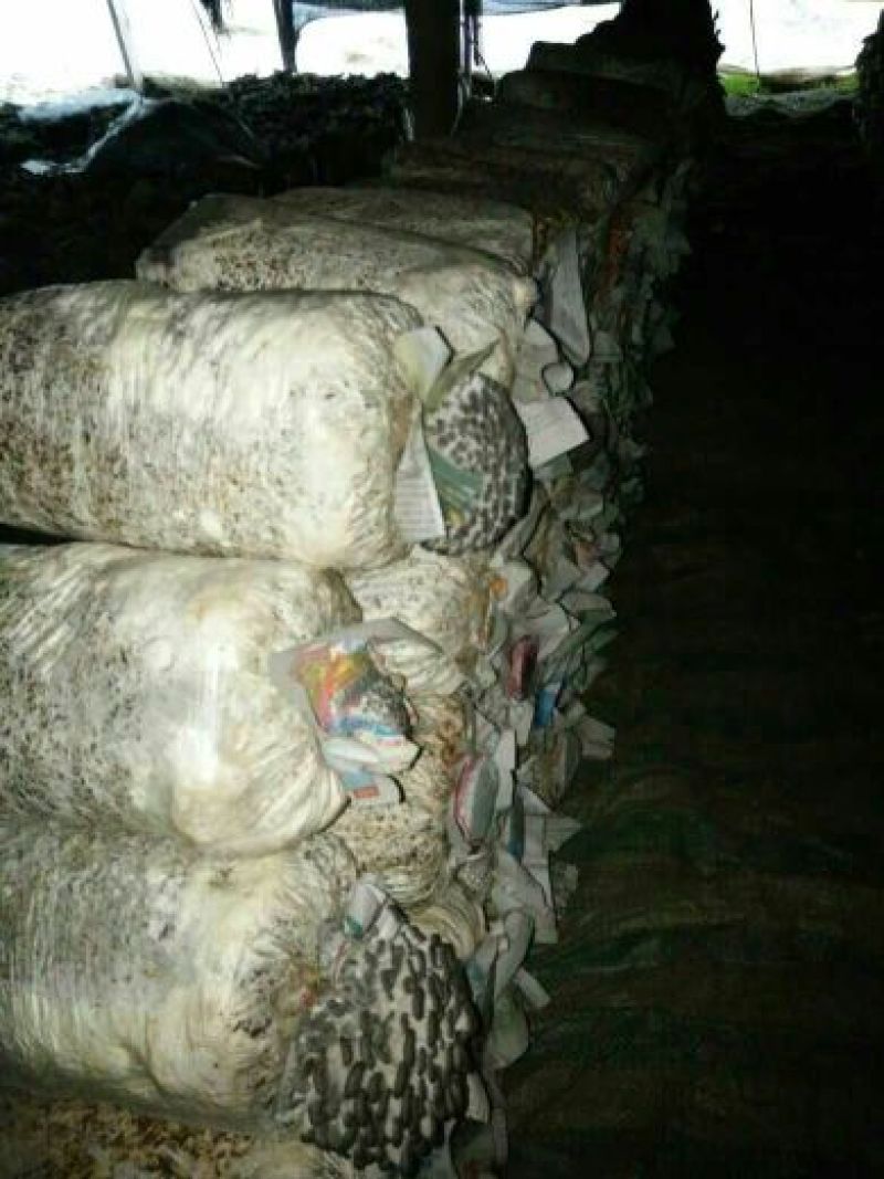 平菇菌棒，提前预定有优惠
