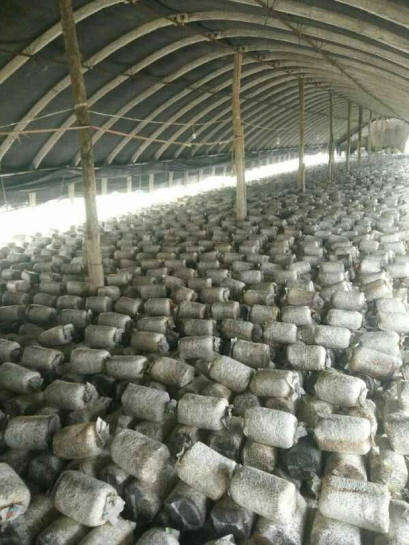 平菇菌棒，提前预定有优惠