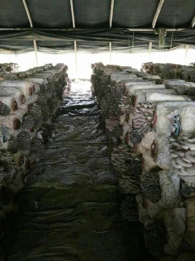 平菇菌棒，提前预定有优惠