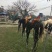 日本长尾鸡