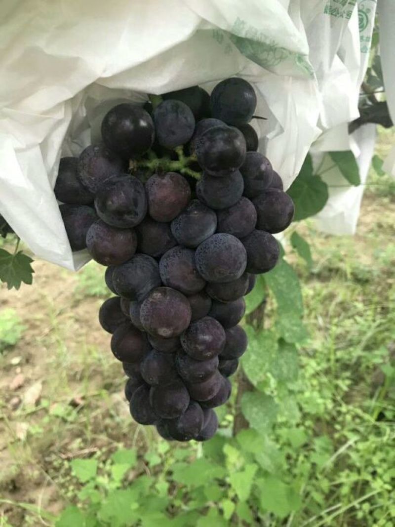 夏黑葡萄基地批发价格，陕西夏黑葡萄基地批发，，大荔葡萄基