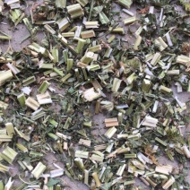益母草