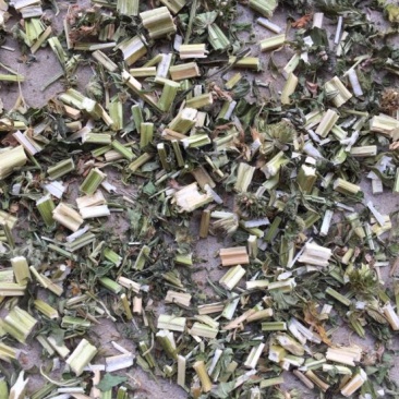 益母草