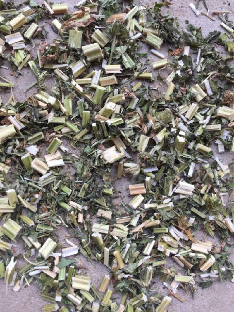 益母草