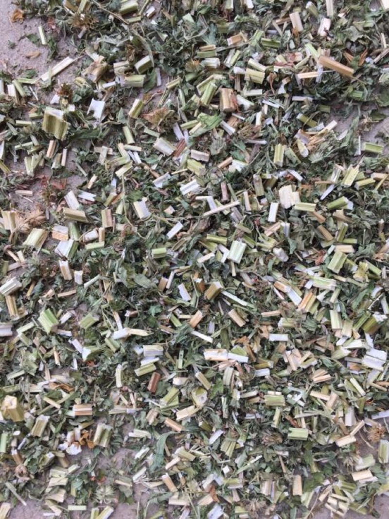 益母草
