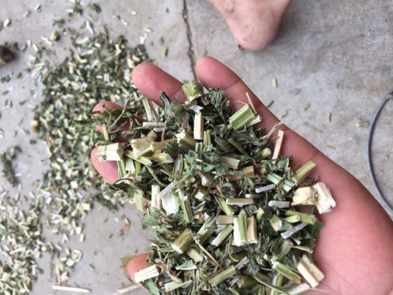 益母草