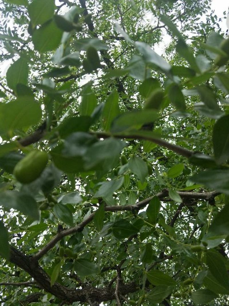 朝阳大枣